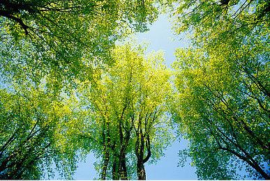 神谷英树：非常有兴趣开发一个高端3A游戏